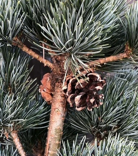 Japanese White Pine Bonsai Tree 28"H Outdoor Evergreen Pinus Parviflora Bergman - Image 3 of 3