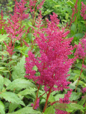 rote Astilbe Fanal leuchtende Schönheit auch im Schatten reichblühend