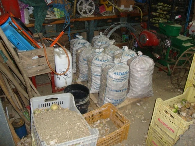 AGLIONE VARIETA' DELLA VAL DI CHIANA A SPICCHI DA SEMINA O DA MANGIARE UGUALE - Immagine 4 di 4