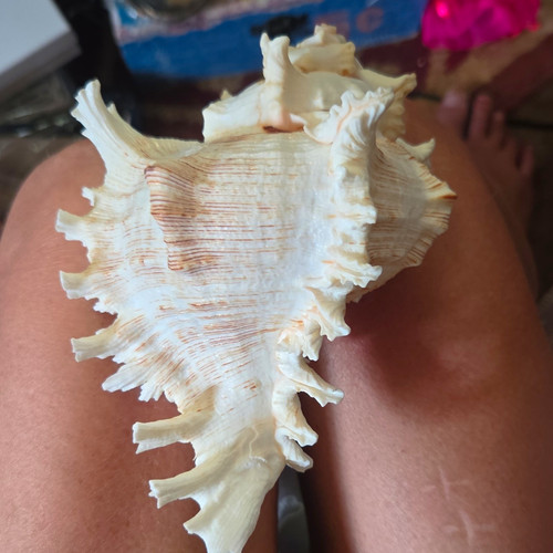 Large Spiny Murex Seashell Collectible, White/Tan, Approx 6-7 in Long