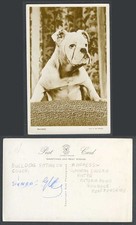 Bulldog Bull Perro Cachorro Sentado en Sofá Mascota Antigua RP Postal Foto por Guy Withers