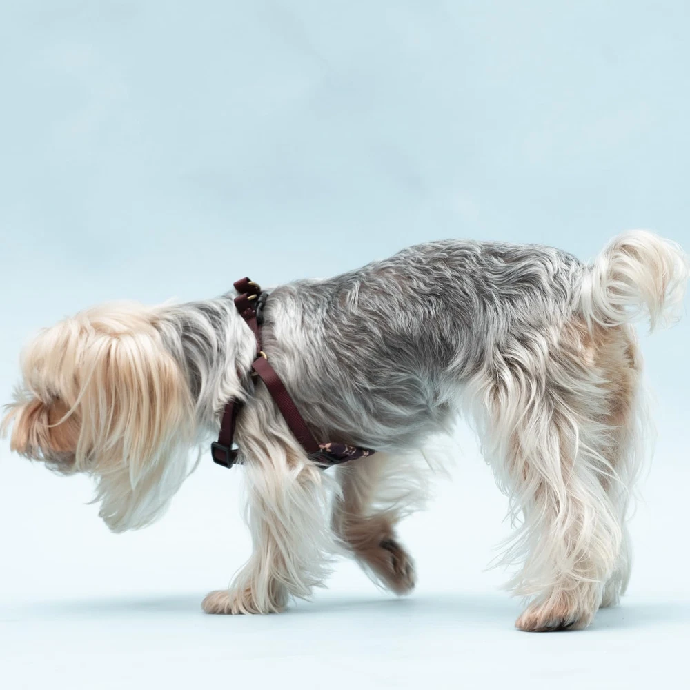 Dog Harness Dog Harness, No-Pull Pet Harness for Small Dogs Puppy Adjustable Sof