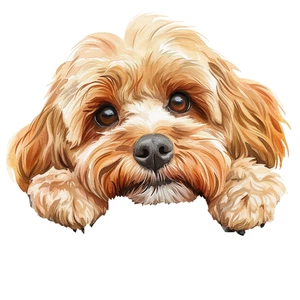 Peeking Cockapoo Peek A Boo Self Adhesive Sticker