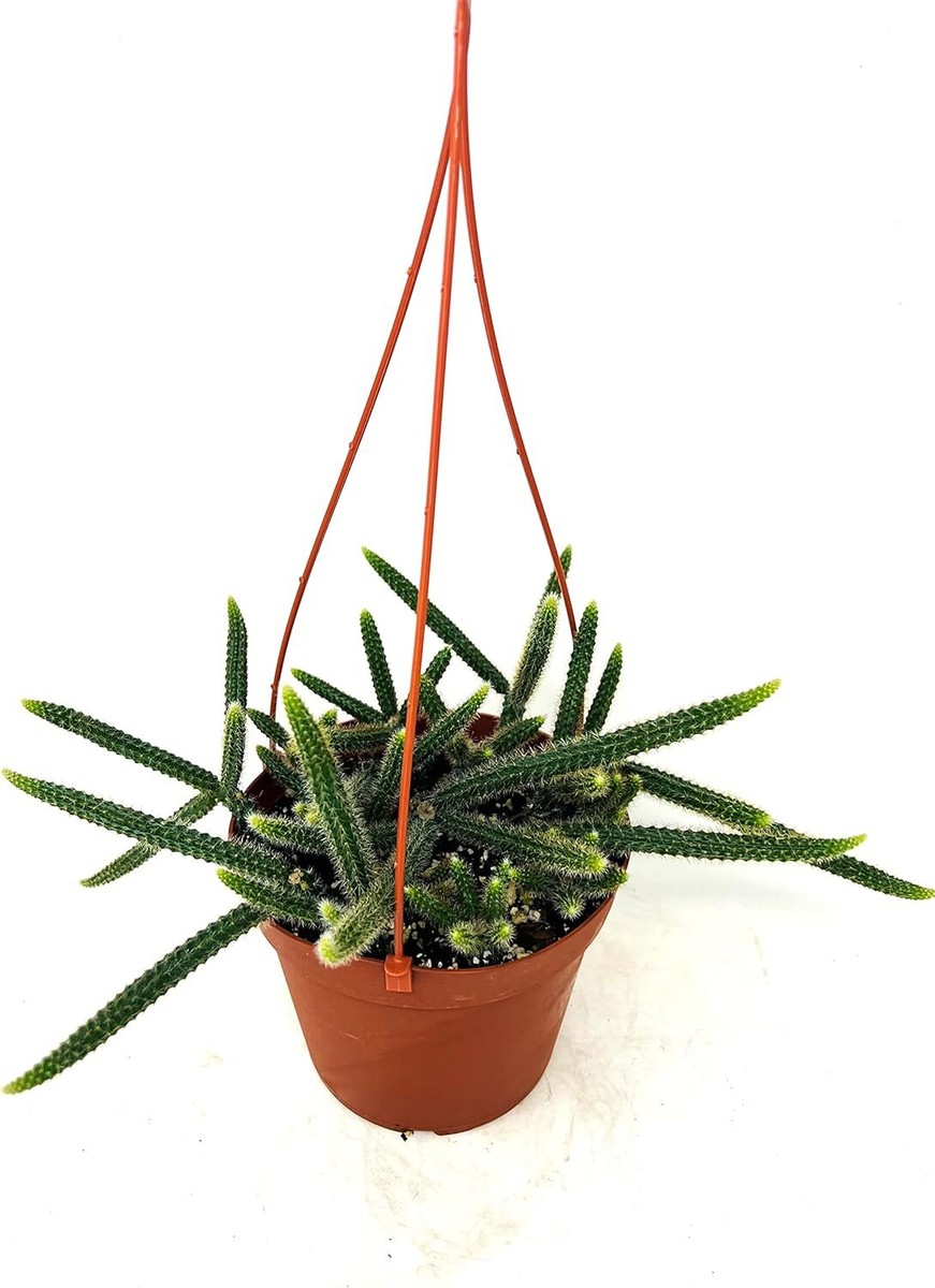 Dog Hanging Succulent Dog Hanging Succulent
