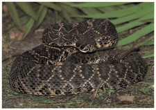 Florida Reptiles Snakes Eastern diamondback rattlesnake Venomous 6x4 Postcard E8