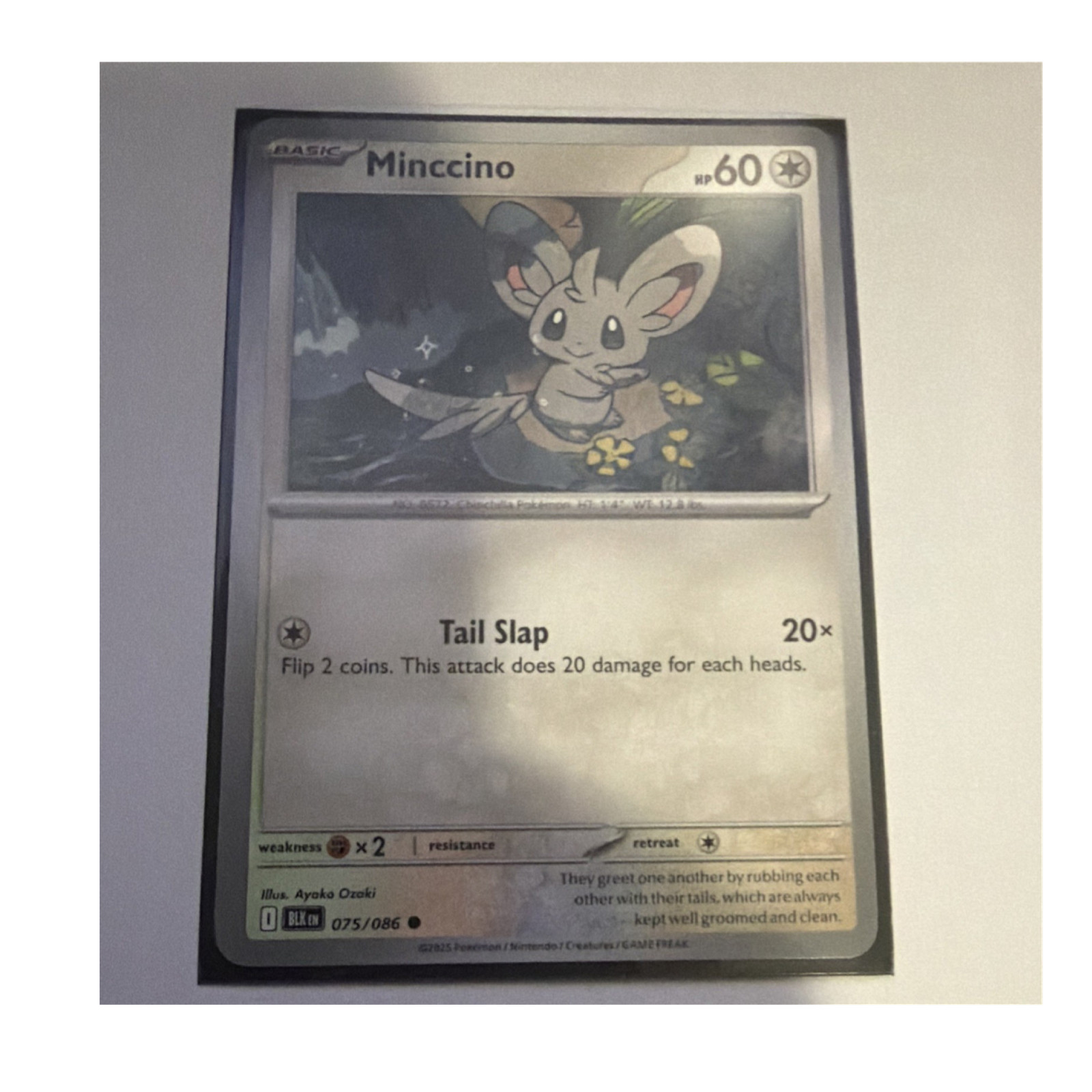 Minccino regular  075/086 Sv: Black Bolt  Pokémon TCG