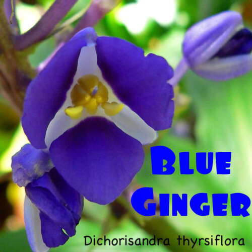 ~SAPPHIRE BLUE GINGER~ Gorgeous Dichorisandra thyrsiflora LIVE Potted Sml PLANT - Picture 1 of 6
