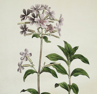 Antiker botanischer Druck WILD SWEET WILLIAM Curtis Flora Londinensis 1777
