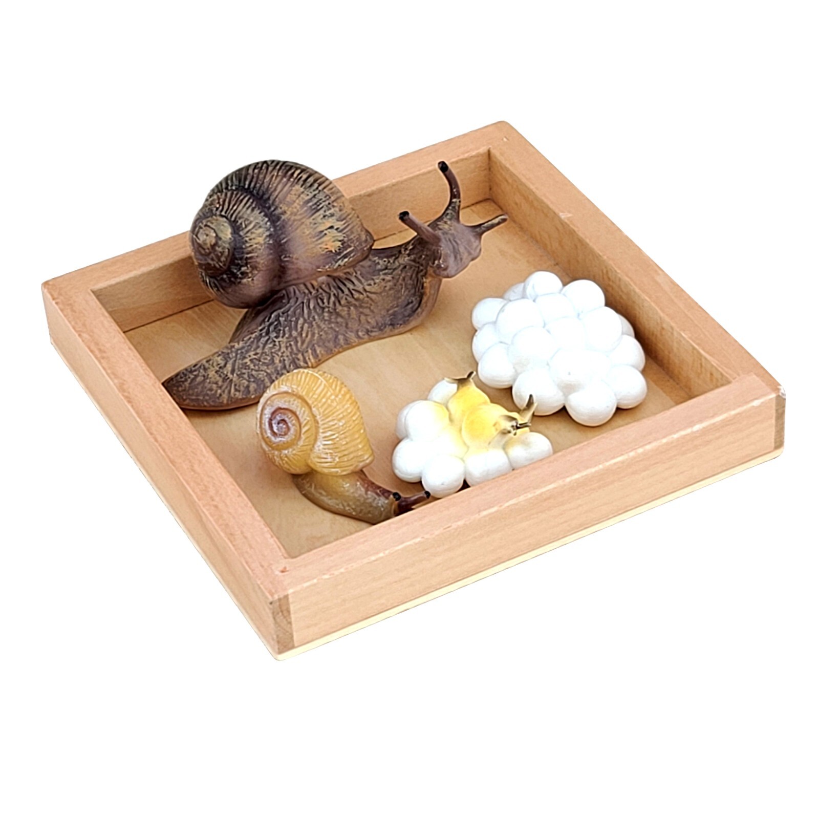 Models of Snail Life Cycle with Tray - MONTESSORI BIOLOGY MATERIALS | eBay