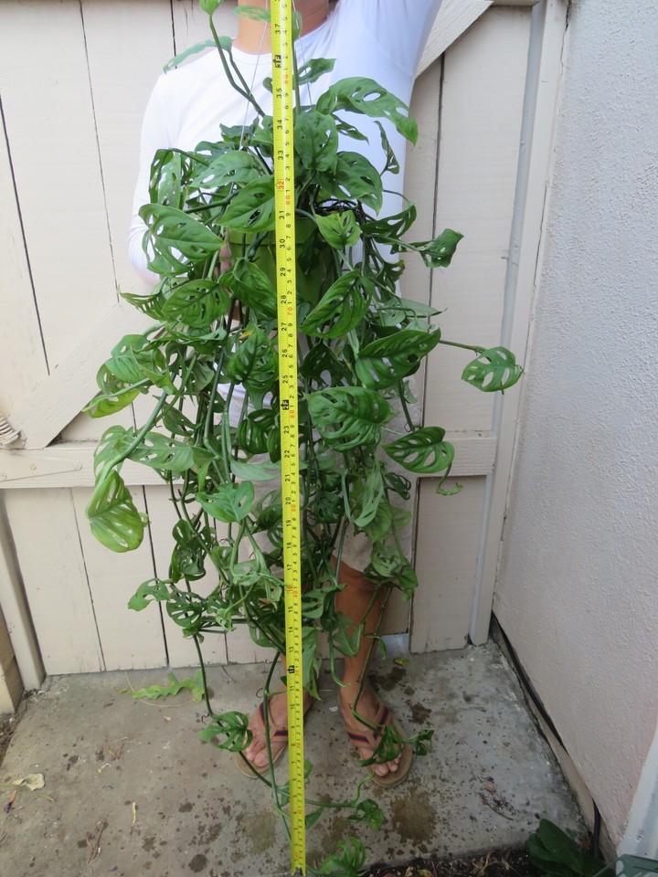 Monstera Adansonii Swiss Cheese Plant eBay