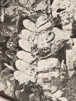 Large Museum Quality FERN PLANT FOSSIL Saint Clair Pennsylvania PA Mine Mining