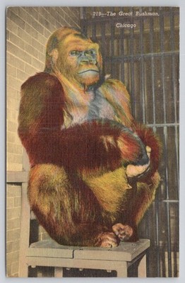 Bushman Gorilla Chicago Lincoln Park Zoo Linen Postcard Curteich 1930s