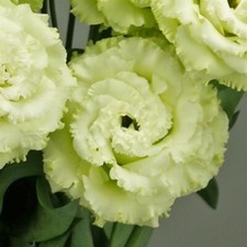 Lisianthus Seeds Lisianthus Celeb 2 Green 25 Pelleted Seeds