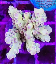  Acro - Sps Frag - LIVE CORAL