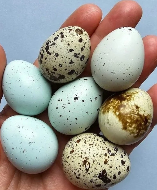 12 Quail Eggs - Assorted 