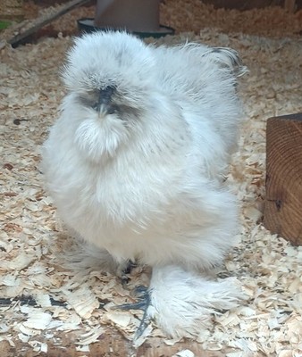 12+ Extras FUN Silkie Hatching Eggs! Variety of Colors and feather types! 
