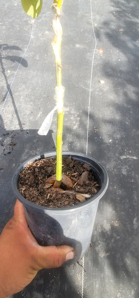 Aguacate Oro Negro. ¡Árbol frutal injertado!  Foto 3 de 4