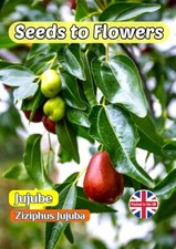 JUJUBE - ZIZIPHUS JUJUBA - EDIBLE FRUIT SHRUB - 15 BEST QUALITY  SEEDS