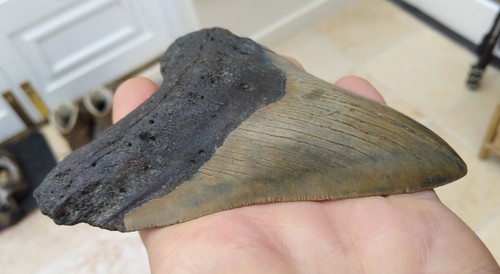 Diente grande de megalodon - 5,38 pulgadas (13,66 cm) - Imagen 6 de 6