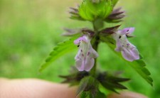 Field Goat, Stachys arvensis, White, Purple, Pink, Purple, 100 Seeds