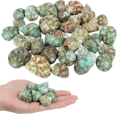 30 PCS+ Small Conch Shells Natural Sea Shells, 1.5''-2'' Green Ocean Conch Shells