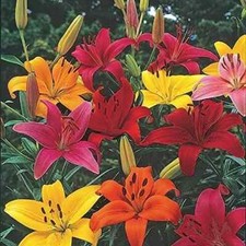 Imported Rare Bulbs Asiatic Lily Lilium Flower Bulbs Mix set of 4 for Summer