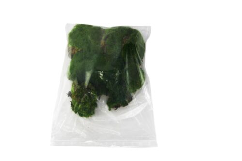 Musgo de bolen musgo esférico vivo 1 kg como fondo y para decoración - Imagen 5 de 5