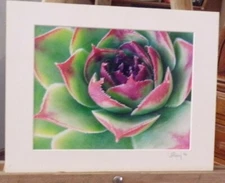 Artist J Pishny Presents: Venus Fly Trap Print (Green/Pink-14" x 11")