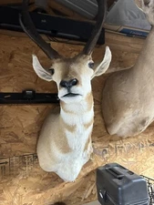 pronghorn antelope mount