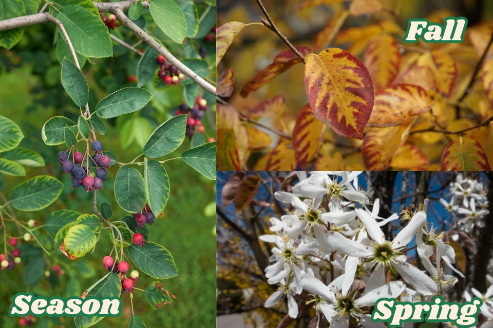 2 Serviceberry Trees - Amelanchier canadensis - 2–3 ft Bare Root - Edible & Hard - Image 4 of 4