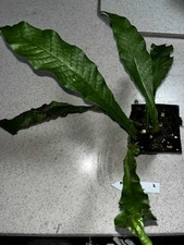 Aglaomorpha heracleanum 4 inch pot Rare