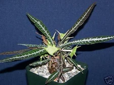 Dorstenia Lanzifolia rare succulents seed 20 SEEDS
