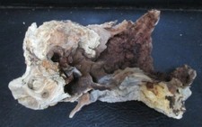 manzanita burl wood  D225 11" x 5 3/4" x 5 1/2"