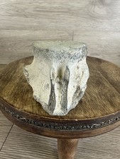 Authentic Whale Bone Fossil Vertebrae – Miocene Epoch Marine Mammal Specimen
