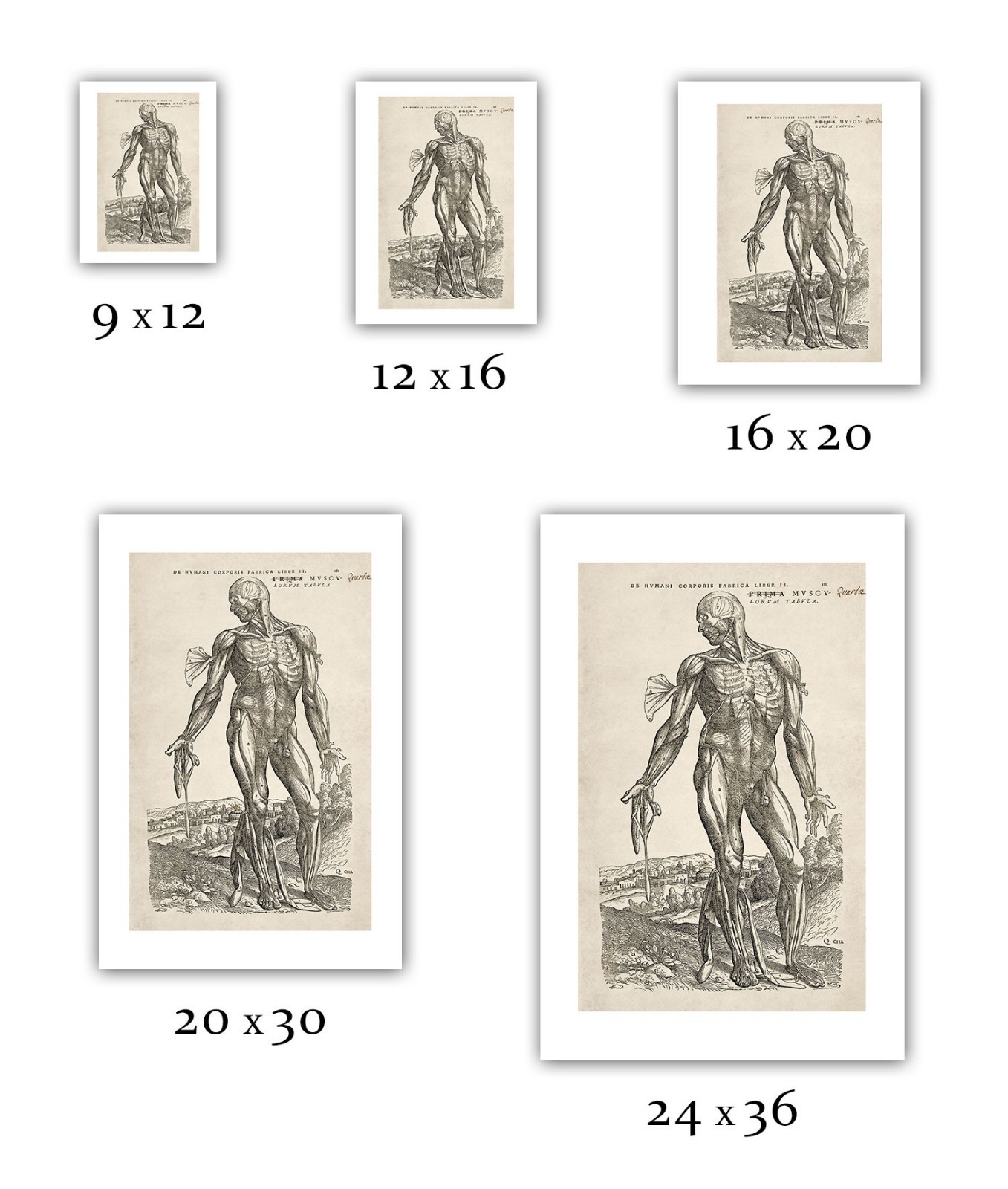 Andreas Vesalius : "Muscle Man IV" (1543) - Giclee Fine Art Print | eBay