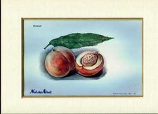 Print FINE COLOURED PRINT OF A PEACH 'ARSENALL' FROM NACH DER ARBEIT 1920 Paperb