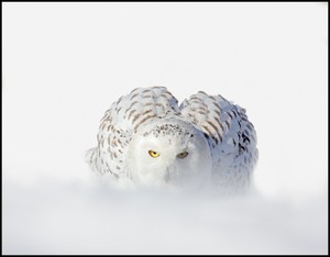white owl camera