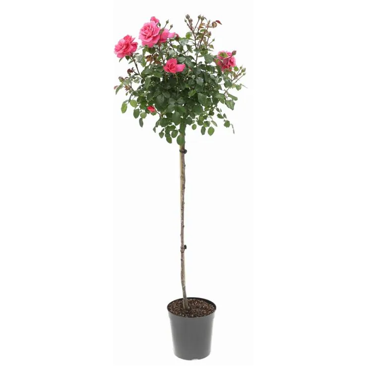 Standard Pink Rose Tree - 100-130 cm tall Outdoor Garden Plants Pot ...