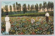 Los Angeles California, A Colorful Field of Carnation Flowers, Vintage Postcard