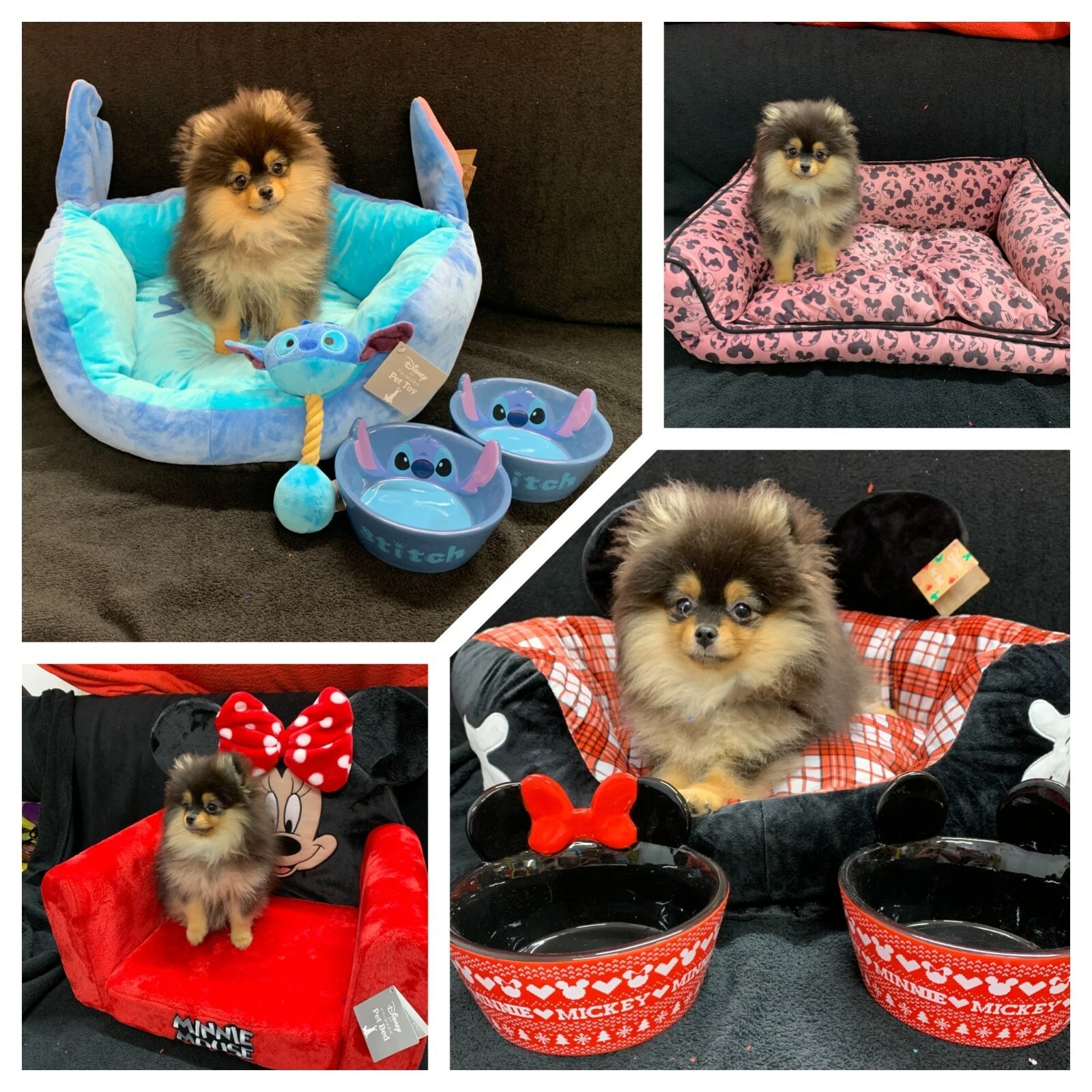 DISNEY PRIMARK PET BEDS/BOWLS STITCH, MICKEY MOUSE , MINNIE MOUSE, DISNEY FAVS