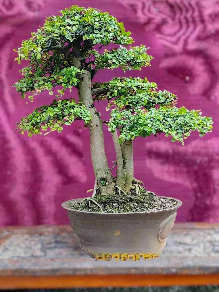 Streblus asper bonsai tree for raff style contest