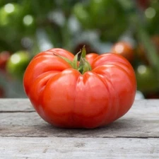 30 BEEFSTEAK TOMATO SEEDS ~ heirloomseedguy ~ 2026 ~ NON-GMO
