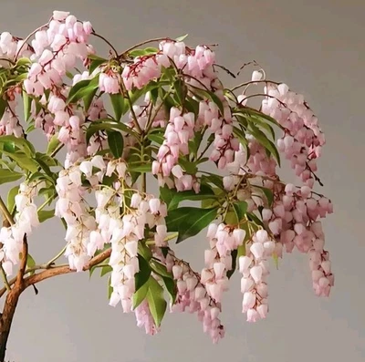 Japanese Andromeda BONSAI, FREE EXPRESS - image 1 of 4