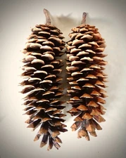 Lot of 2 Giant Golden Sugar Pine Cones 17" + 18"