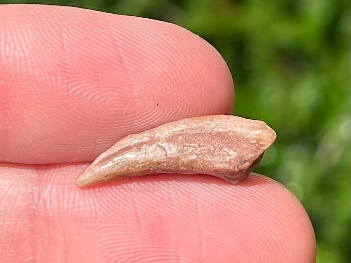 Theropod Dinosaur Claw Fossil from Niger Dino Bones Kryptops