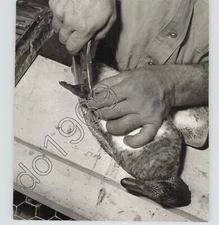 Duck Doctors Fight Botulism Among Waterfowl 1990s PRESS PHOTO