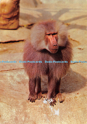 D061442 Affe. Anco. Postkarte