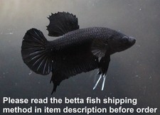 Live Betta Fish Pet Fancy All Black Male Men Boy Plakat Thai Breeder Rare Aqua A