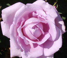 Blue Moon – Lilac/Mauve - Hybrid Tea Rose – 4L Potted