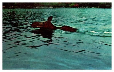 Postcard ANIMAL SCENE Forest Lake Minnesota MN m/09 AS1317